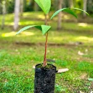 Palma Carmaná