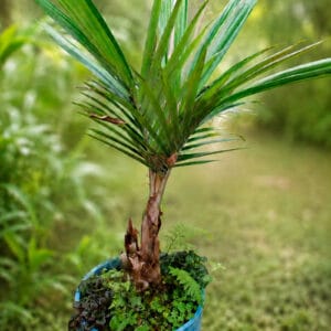 Palma de Cera del Quindio