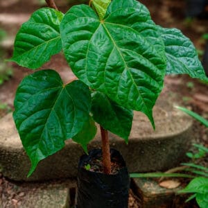 Achote o Achiote