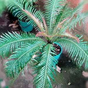 Helecho Blechnum