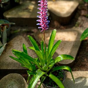 Bromelia Fosforito