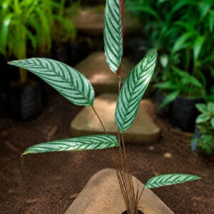 Calatea Gris o Planteada