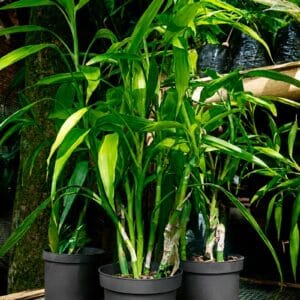 Drácena Verde Limón